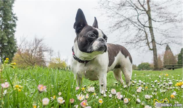 这几种小型犬从不拆家，而且很黏人，想养狗的不妨在这里选