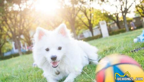 这几种小型犬从不拆家，而且很黏人，想养狗的不妨在这里选