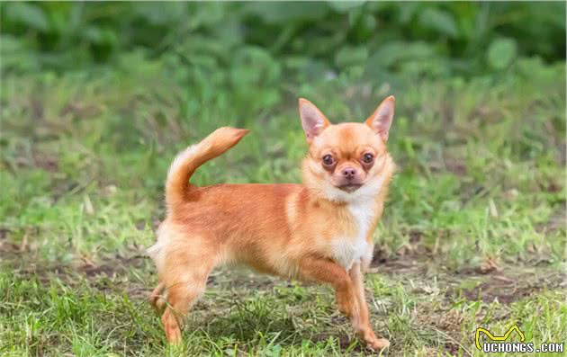 这几种小型犬从不拆家，而且很黏人，想养狗的不妨在这里选