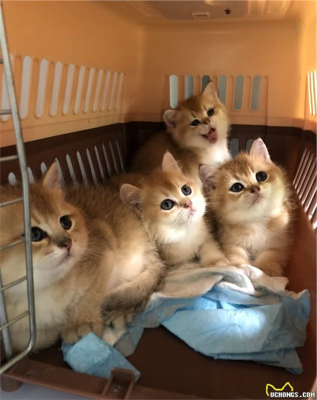 英短短毛猫什么颜色最美？你家养的是哪种呢？