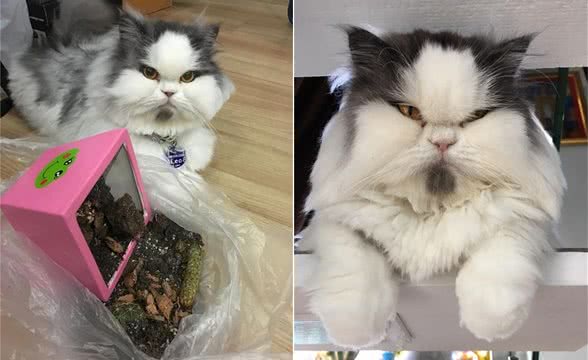 泰国小萌猫长残了！由可爱小美女，长成秃头而且臭脸的大叔猫