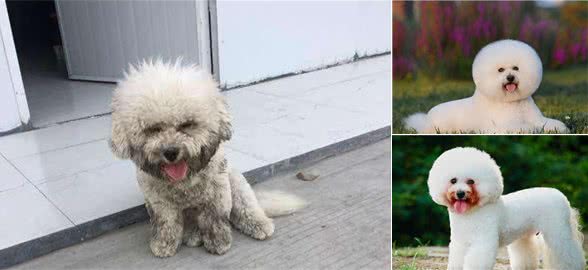比熊犬很可爱，但养它必须要面对这些难题，你能接受吗？