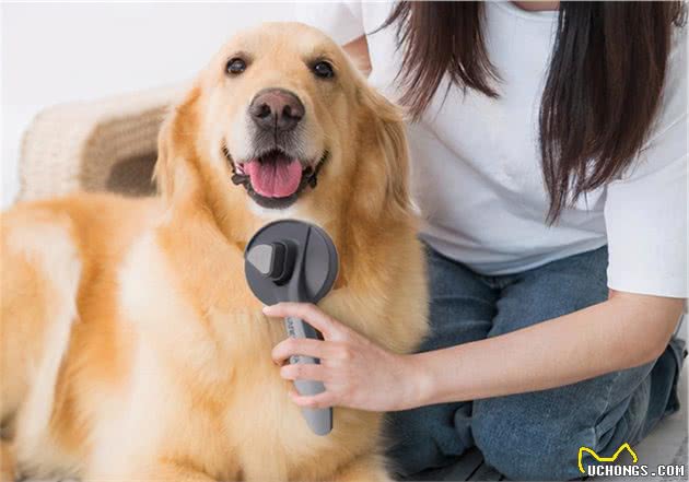 养金毛犬，牢记这7“不要”，受益一生