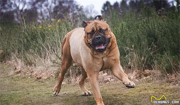 英国斗牛犬血癌晚期，主人将婚期提前4个月宾客无法到齐也不后悔