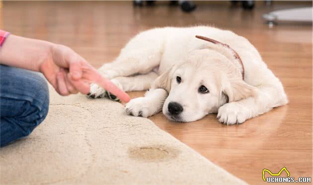 小型犬容易患腰椎疾病，多半是主人的这些行为导致，你还在做吗？