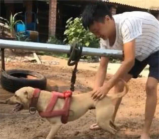 男子为让狗狗增强体质，竟想出这样的办法，他却在一边笑喷了