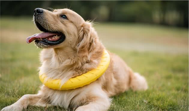 工作犬有哪些？常见的工作犬介绍