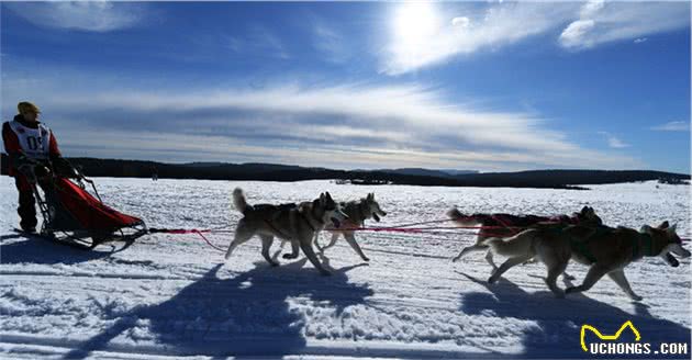 什么才是真正的雪橇犬拉雪橇，并不是我们所看到的那样