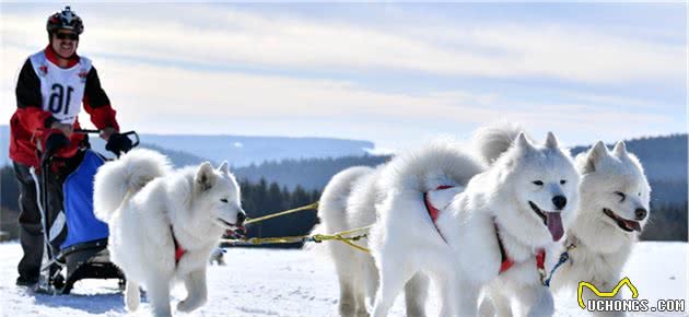 什么才是真正的雪橇犬拉雪橇，并不是我们所看到的那样