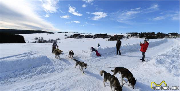 什么才是真正的雪橇犬拉雪橇，并不是我们所看到的那样