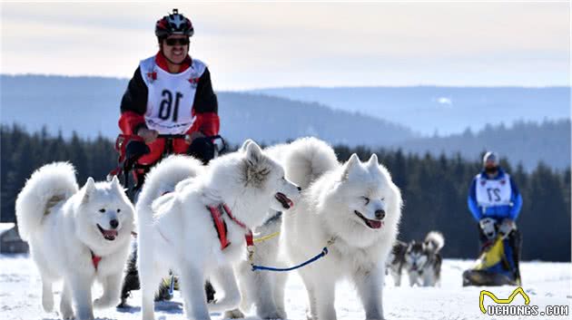 什么才是真正的雪橇犬拉雪橇，并不是我们所看到的那样