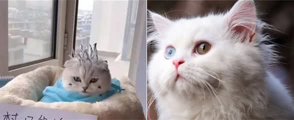 猫咪做最流行锡纸烫，完事后就是这条街最靓的猫，看我帅气吗？