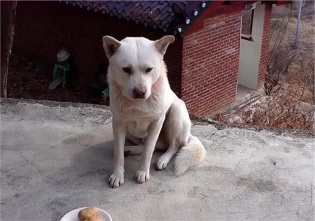 庙里的狗狗偷溜出门吃肉被抓，主人：说好一起吃斋，你却独食肉菜