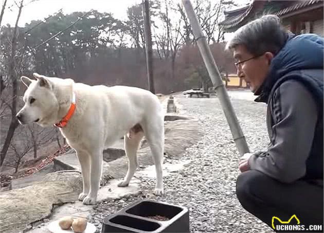 庙里的狗狗偷溜出门吃肉被抓，主人：说好一起吃斋，你却独食肉菜