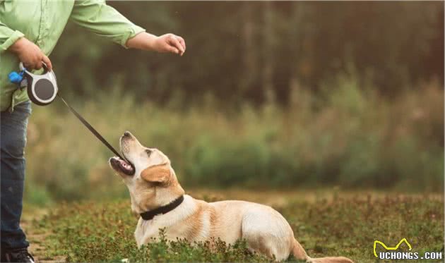 如何提高拉布拉多犬的服从性？试试这几招，能帮助到你