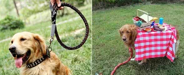 带狗狗出门游玩，要注意这6点，不然害了你的狗，后悔也来不及