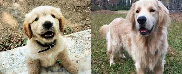 那些陪伴你喜怒哀乐的狗狗,最后都怎么样了