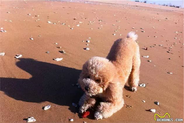 泰迪犬有这些现象，说明它正处于“焦虑”当中