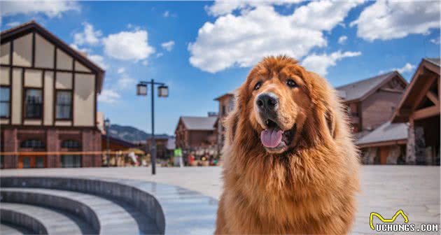 缮宠学堂：中国自己的品种犬，你都认识几个？（二）