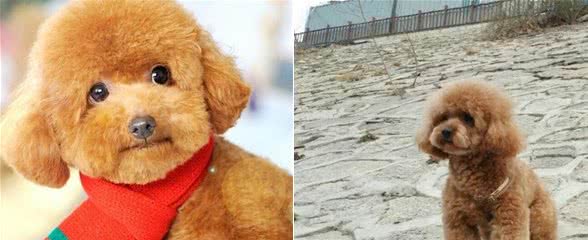贵宾犬（贵妇犬）