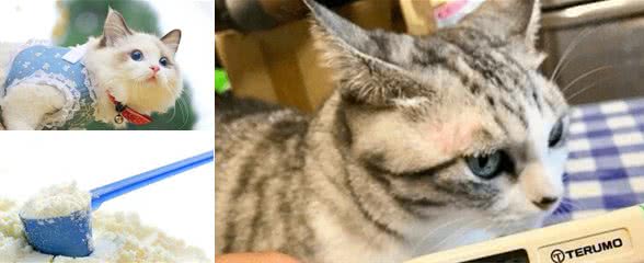 养宠经验：猫咪感冒了是什么症状