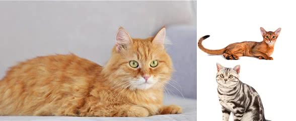 短毛种猫有哪些品种？（二）
