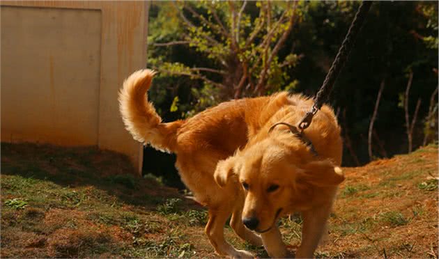 发射场航天犬的“自白”