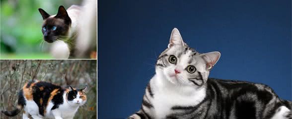 “命”最长的几种猫，第一不是田园猫