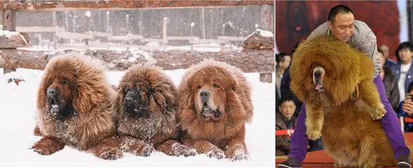 藏獒骁勇，古时养一群，便能防住一众食肉猛兽