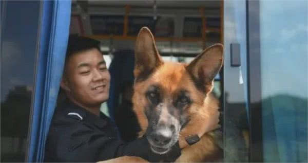 54只淘汰警犬全部找到新家，其中一只小德牧拍出33万天价