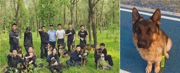 54只淘汰警犬全部找到新家，其中一只小德牧拍出33万天价