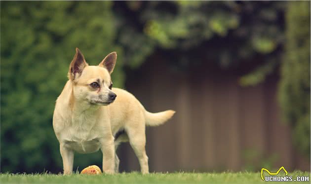 辟谣：犬猫多饮多尿不是子宫蓄脓就是糖尿病，其实还有其他的原因