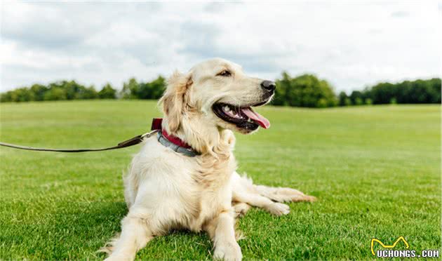 辟谣：犬猫多饮多尿不是子宫蓄脓就是糖尿病，其实还有其他的原因