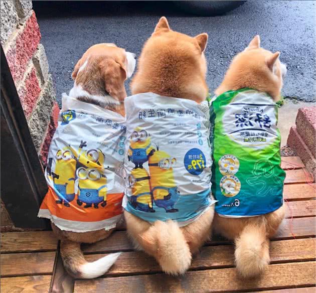 家里条件不好,没法给狗狗买雨衣,铲屎官:那就委屈一下孩子吧