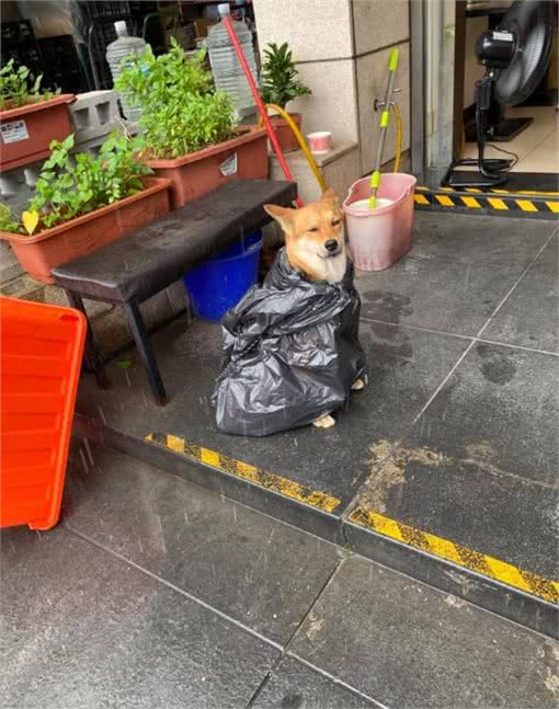 家里条件不好,没法给狗狗买雨衣,铲屎官:那就委屈一下孩子吧