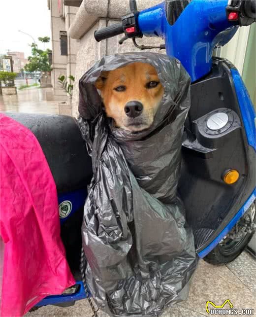 家里条件不好,没法给狗狗买雨衣,铲屎官:那就委屈一下孩子吧