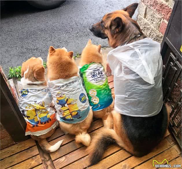 家里条件不好,没法给狗狗买雨衣,铲屎官:那就委屈一下孩子吧