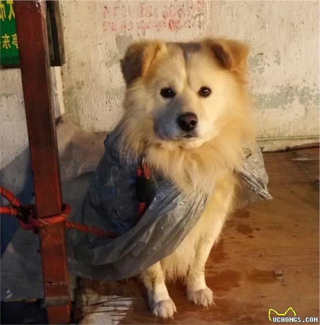 家里条件不好,没法给狗狗买雨衣,铲屎官:那就委屈一下孩子吧