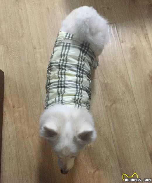 家里条件不好,没法给狗狗买雨衣,铲屎官:那就委屈一下孩子吧