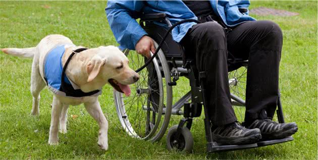 服务犬过生日，主人让它自行挑选礼物，狗狗选的礼物让人泪目