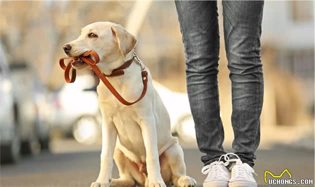 服务犬过生日，主人让它自行挑选礼物，狗狗选的礼物让人泪目