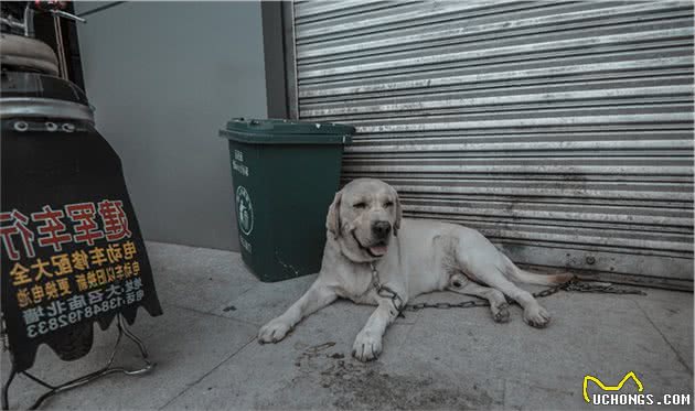辟谣：犬瘟和细小是一回事？不，它和细小是两码事，症状也不一样