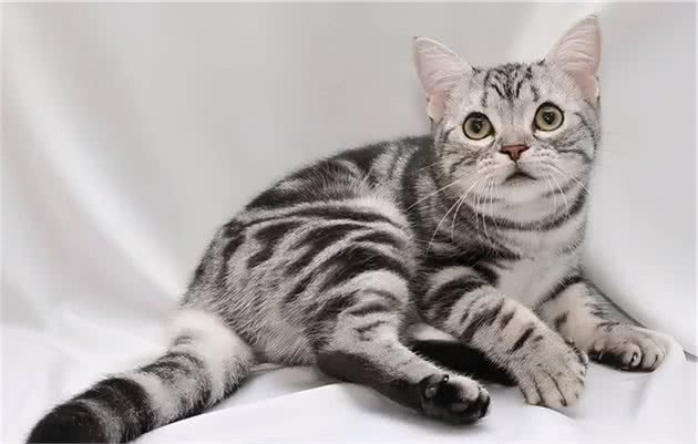 美国短毛猫介绍美国短毛猫多少钱一只？