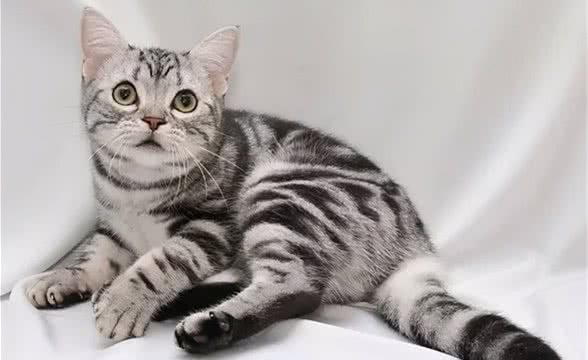 美国短毛猫介绍美国短毛猫多少钱一只?