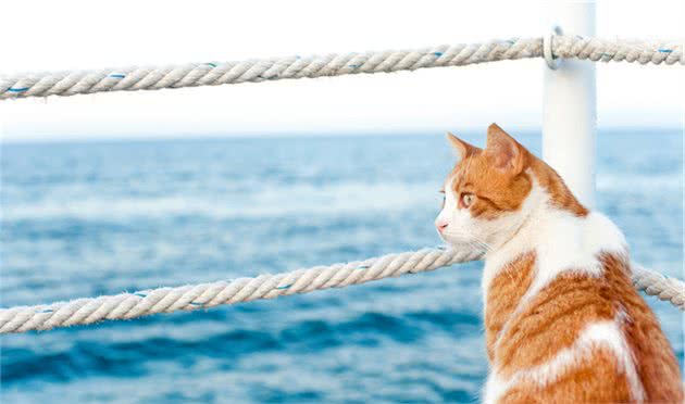 猫的社会化能力包括哪些？收养流浪猫还可以让它们适应社会吗？