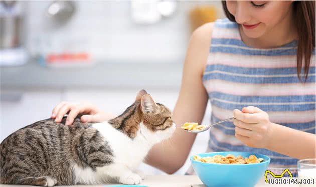 猫的社会化能力包括哪些？收养流浪猫还可以让它们适应社会吗？