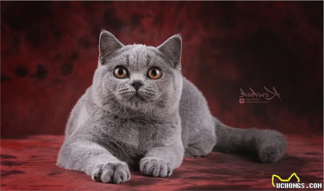 猫的社会化能力包括哪些？收养流浪猫还可以让它们适应社会吗？