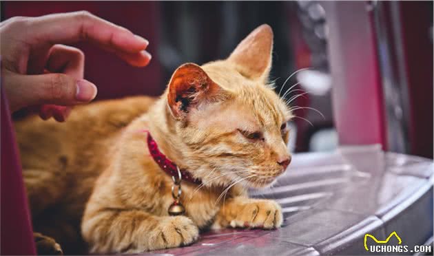 猫的社会化能力包括哪些？收养流浪猫还可以让它们适应社会吗？
