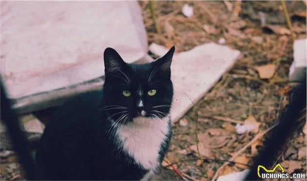 猫的社会化能力包括哪些？收养流浪猫还可以让它们适应社会吗？