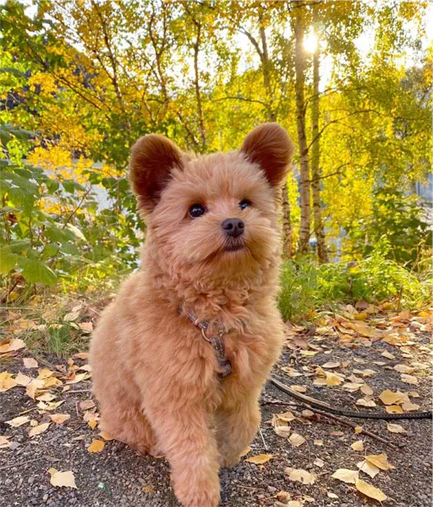 跟一般贵宾犬不同，这只狗狗耳朵立起来，可爱到心都融化